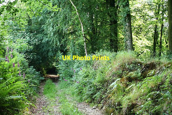 Photo 6"x4" Dunkeswell: The Chase Wolverstone c2006