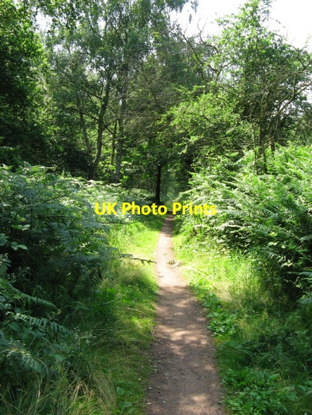 Photo 6"x4" Footpath and Cycle track between Duncanwood Lodge and Kingstand Lodge Budby c2006
