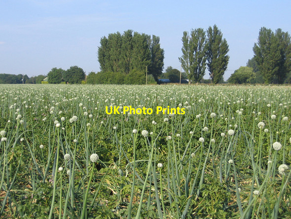 Photo 6"x4" Flowering onion crop, Kirton Skeldyke, Lincs Sandholme\/TF3337 c2006