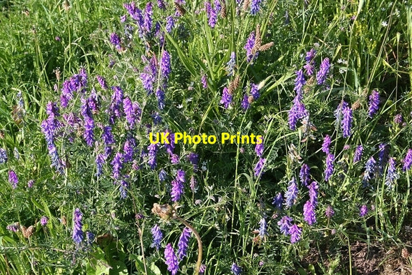 Photo 6"x4" Tufted Vetch (Vicia cracca) East Mains of Burnside c2006