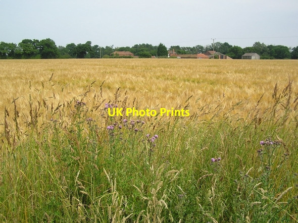 Photo 6"x4" Barley, Sharp Street, near Catfield How Hill\/TG3719 c2006