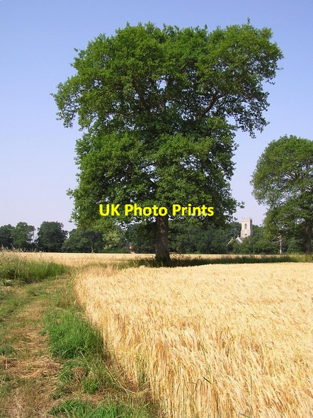 Photo 6"x4" Fieldside footpath, Horning Upper Street\/TG3517 c2006