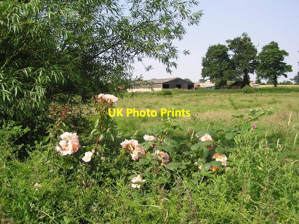 Photo 6"x4" Wild roses, Horning Upper Street\/TG3517 c2006