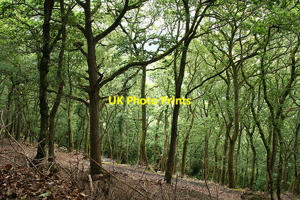 Photo 6"x4" Brompton Regis: Barlynch Wood Bury\/SS9427 c2006