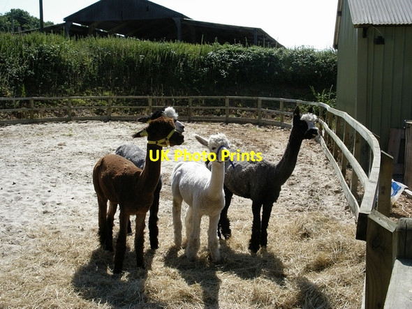 Photo 6"x4" Alpaca at Midgham Farm near Alderholt Fordingbridge c2006