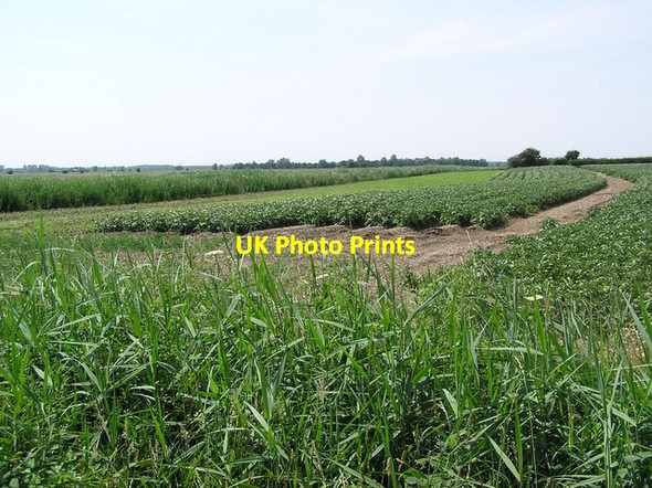 Photo 6"x4" Potato field, Ludham Thurne c2006