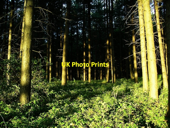 Photo 6"x4" Evening, Sherwood Pines Kings Clipstone c2006