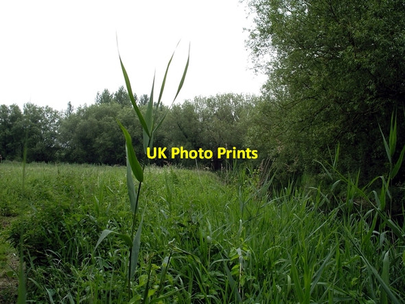 Photo 6"x4" Winnall Moors Nature Reserve Winchester c2006