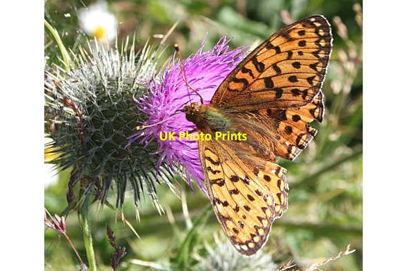 Photo 6"x4" Small Pearl-Bordered Fritillary Butterfly (Boloria selene) Windyridge\/NJ2367 c2006