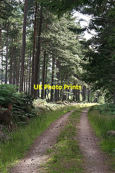 Photo 6"x4" Forest road near Newlands Auchenhalrig c2006