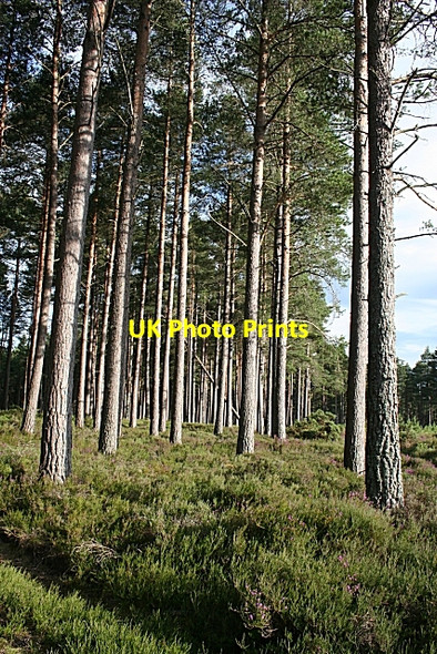 Photo 6"x4" Tree Trunks Auchenhalrig c2006