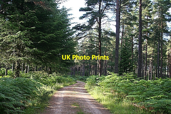 Photo 6"x4" Forest Road, Ordiga Auchenhalrig c2006