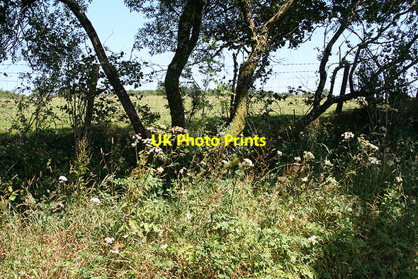 Photo 6"x4" Okehampton Hamlets: near Kigbeare Cross Okehampton c2006