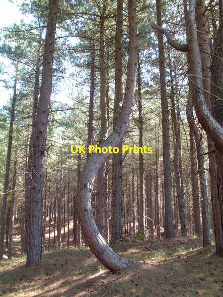 Photo 6"x4" Unusual Pine Tree Formby c2006