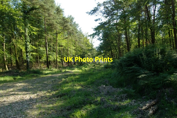 Photo 6"x4" Farway Wood Blannicombe c2006
