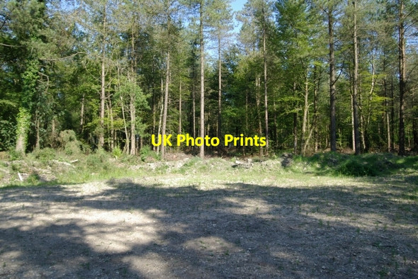 Photo 6"x4" Farway Wood Blannicombe c2006 P1