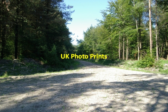 Photo 6"x4" Farway Wood Blannicombe c2006 P2