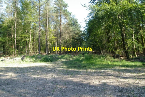 Photo 6"x4" Farway Wood Blannicombe c2006 P3