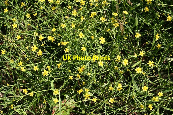Photo 6"x4" Lesser Spearwort (Ranunculus flammula) Kirktown of Deskford c2006