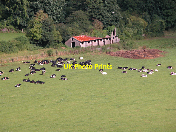 Photo 6"x4" Chepstow - Cows in Meadow at Castleford Chepstow\/Cas-Gwent c2005