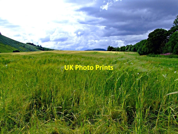 Photo 6"x4" The view from Fodderty Cemetery Fodderty c2006