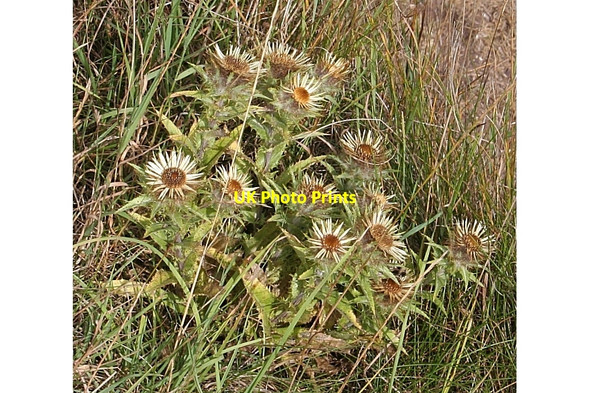 Photo 6"x4" Carline Thistle (Carlina vulgaris) Lunan\/NO6851 c2006
