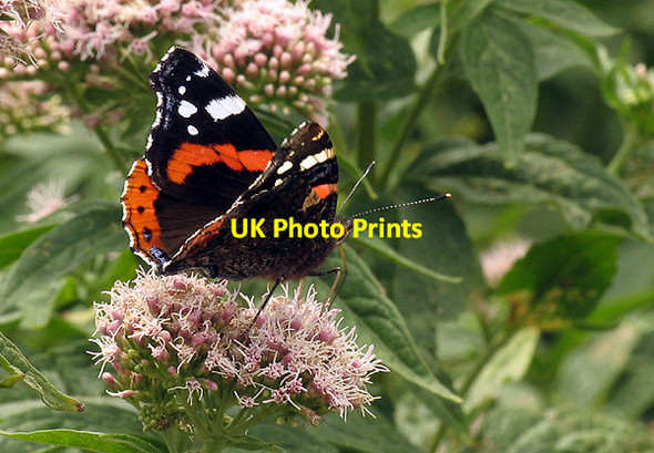 Photo 6"x4" Butterfly at Tintagel Tintagel c2006