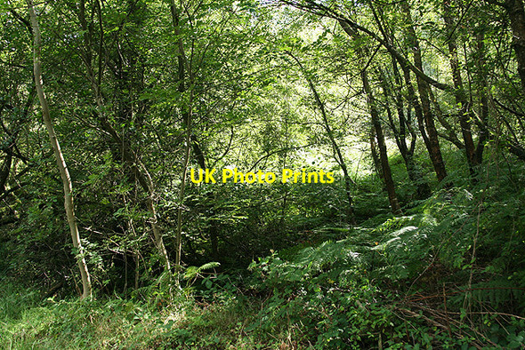 Photo 6"x4" Stockland: woodland near Lower Brimpitt Shortmoor\/ST2204 c2006