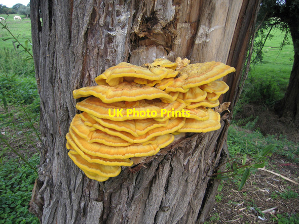 Photo 6"x4" Bracket fungus on willow trunk, Earith, Cambs The Hermitage c2006