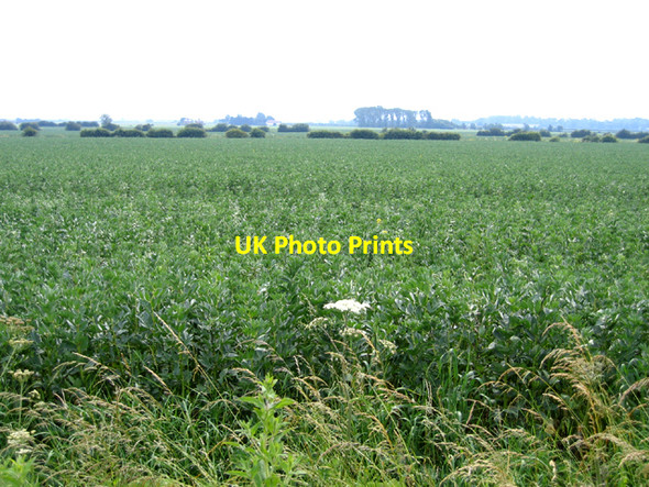 Photo 6"x4" Crop of field beans from Ely Way, Haddenham, Cambs Haddenham End Field c2006