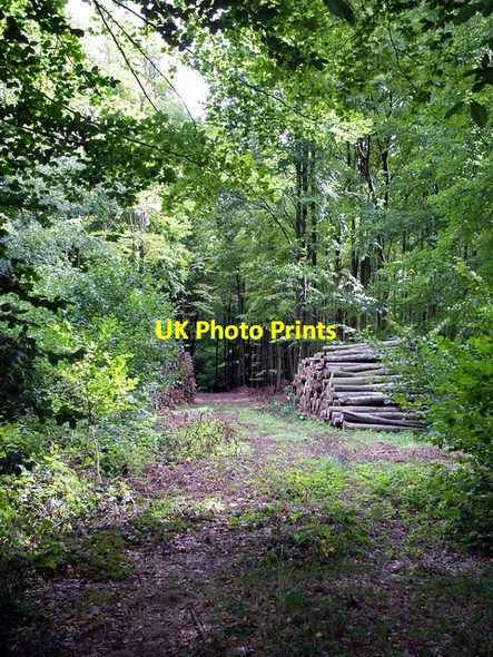 Photo 6"x4" Entrance to Bellevue Plantation Popham\/SU5543 c2006