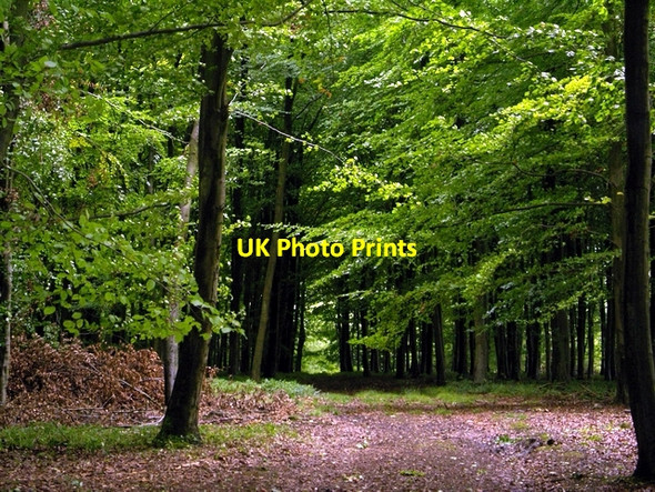 Photo 6"x4" Bellevue Plantation Popham\/SU5543 c2006 P1