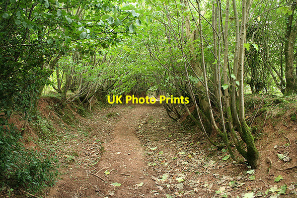 Photo 6"x4" Rackenford: a green lane Rackenford c2006