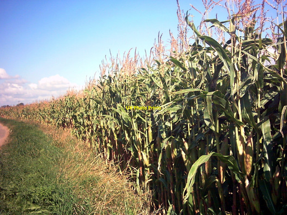 Photo 6"x4" Maize Growing in a field in New Road, Badingham Bruisyard c2006
