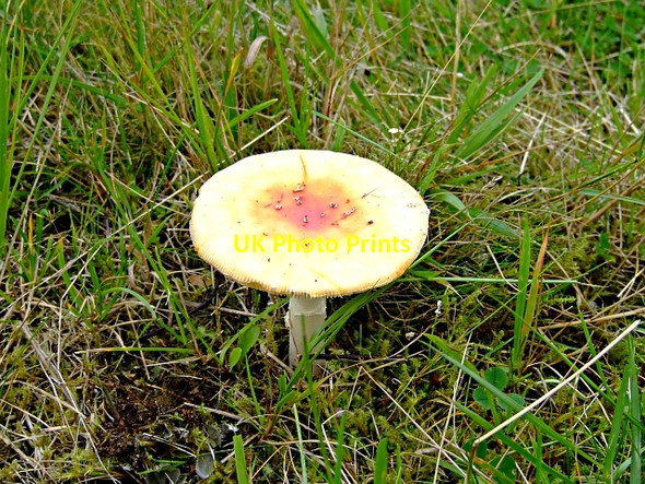 Photo 6"x4" Fly Agaric Allt an Laoigh\/NC4919 c2006