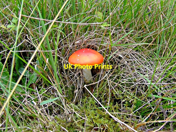 Photo 6"x4" Fly Agaric Allt an Laoigh\/NC4919 c2006 P1