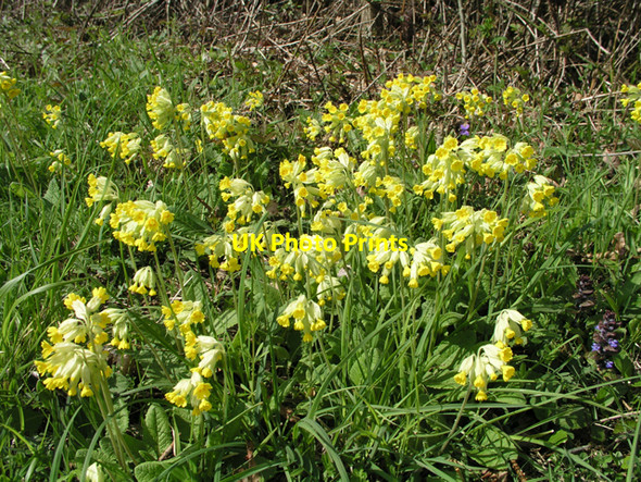 Photo 6"x4" Oxlips (Primula elatior), Southwater Country Park Southwater c2006