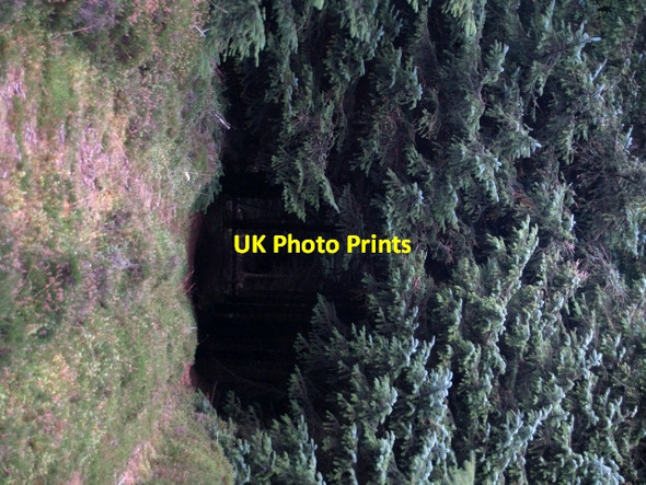 Photo 6"x4" Forest walk, Cardrona Forest Howford\/NT3136 c2006