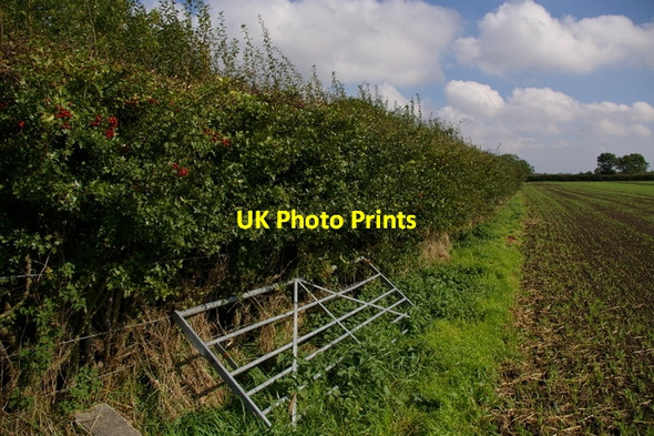 Photo 6"x4" Hedge and Field at Willow Grange Wilton\/SE8682 c2006