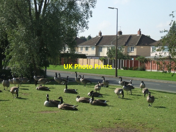 Photo 6"x4" Flock of geese on Proud's Lane Bilston\/SO9497 c2006