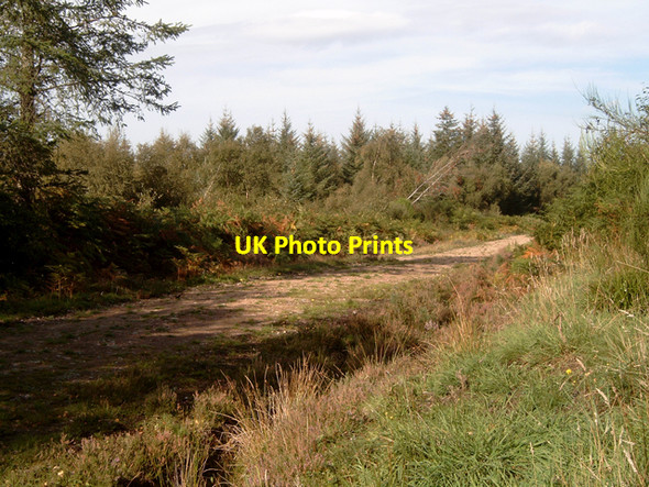 Photo 6"x4" Inshoch Wood, forestry road Dyke\/NH9858 c2006