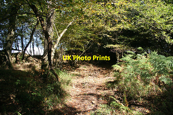 Photo 6"x4" Oakford: Lower Highleigh Wood Oakfordbridge c2006