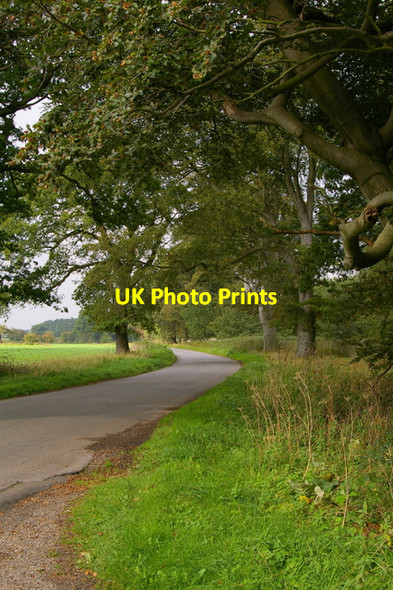 Photo 6"x4" Trees Along Everingham Road Everingham c2006