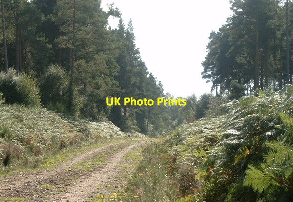 Photo 6"x4" Inshoch Wood - forestry road Dyke\/NH9858 c2006