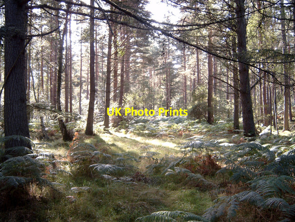 Photo 6"x4" Inshoch Wood Dyke\/NH9858 c2006