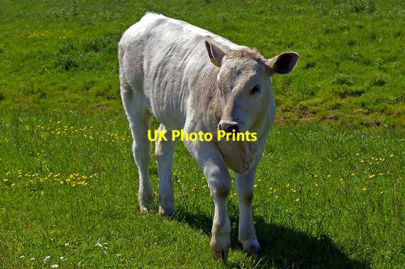 Photo 6"x4" Hamburger On The Hoof Queenborough\/TQ9172 c2006