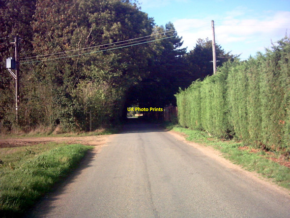 Photo 6"x4" Ivy Lodge Lane Campsea Ashe c2006