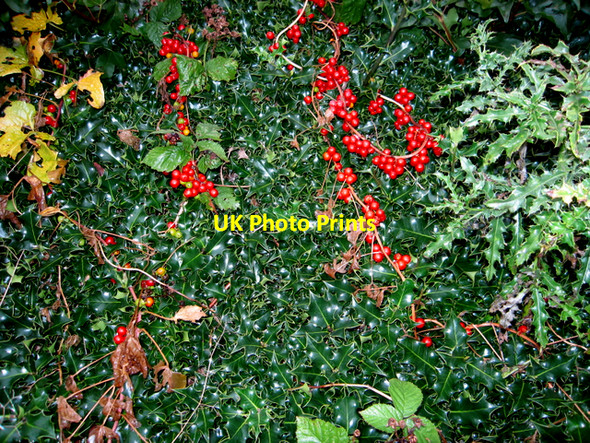 Photo 6"x4" Holly and Autumn fruits. Hedgerow, Frank's Lane, Whixley Whixley c2006