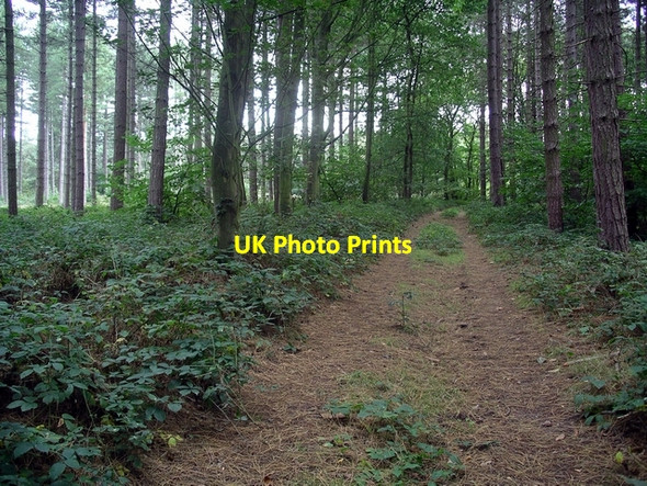 Photo 6"x4" Forest track Lidgett c2006