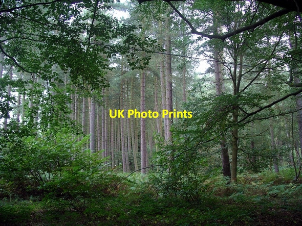 Photo 6"x4" The pines of Sherwood Lidgett c2006
